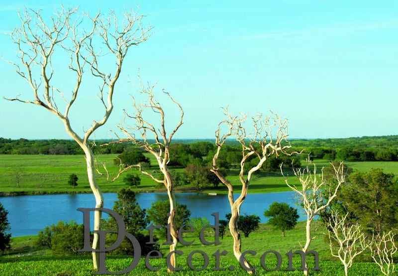 Dried Manzanita Branches - Sandblasted Bulk Manzanita