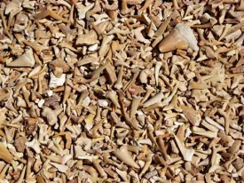 Shark Teeth (Genuine) Bulk Educational Fossils